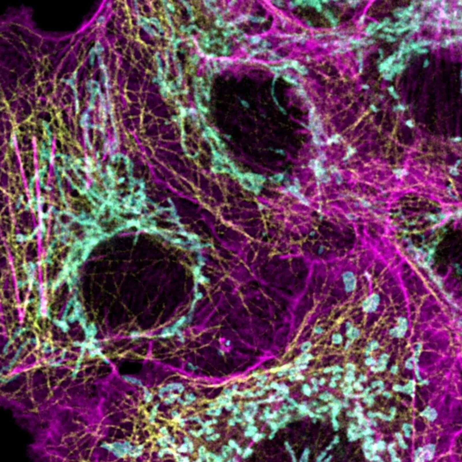 <?php echo pulse_output(); ?>